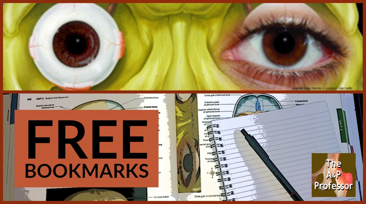 Free Bookmarks for Anatomy & Physiology Teachers The A&P Professor
