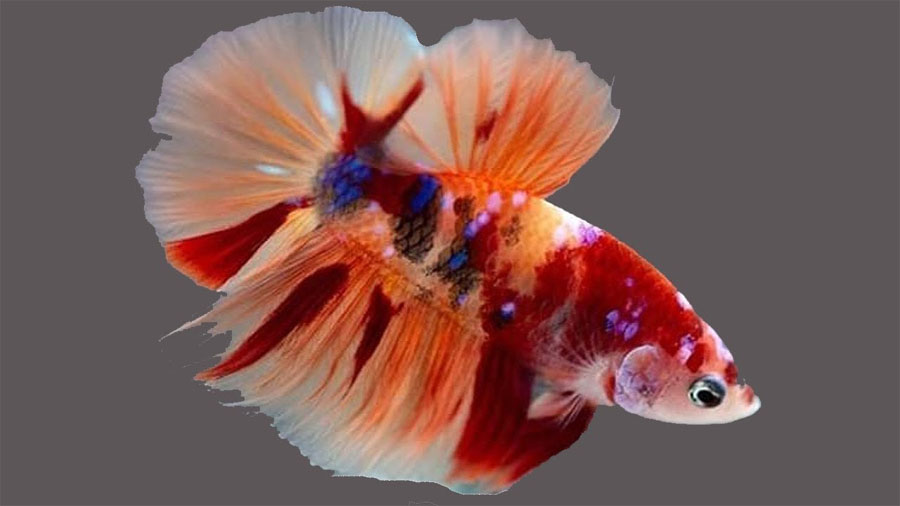 Betta Fish Colors & Patterns The Aqua Advisor