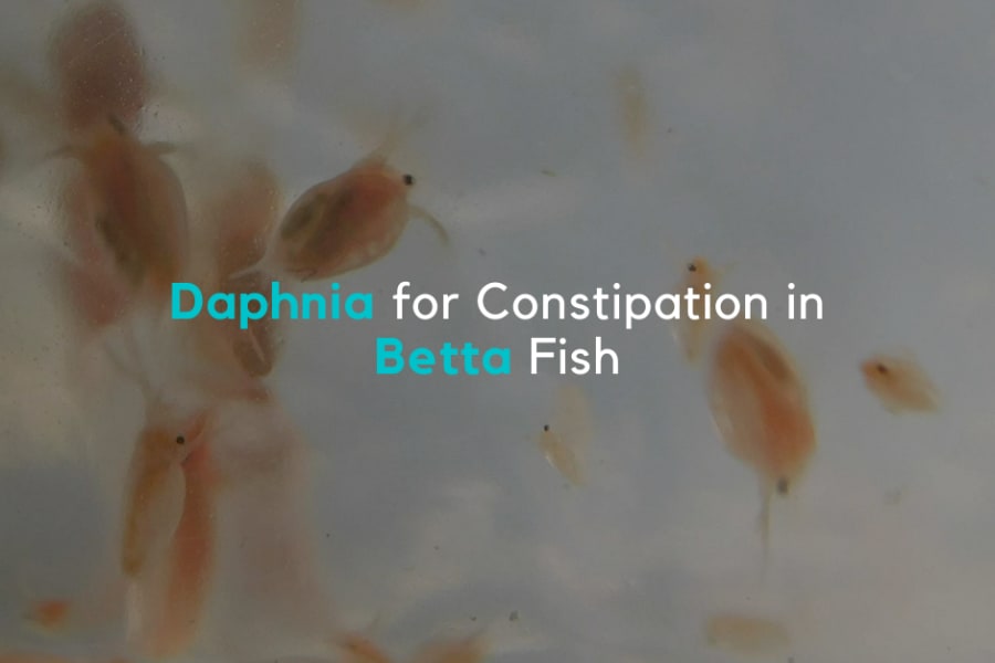 Using Daphnia for Treating Constipation in Betta Fish The Aqua Advisor