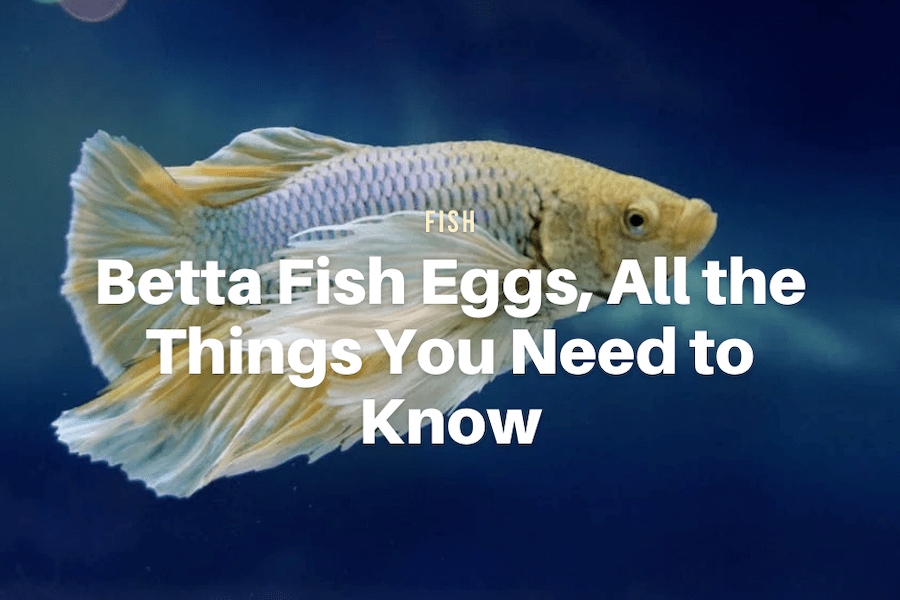Betta Fish Eggs, All the Things You Need to Know The Aqua Advisor