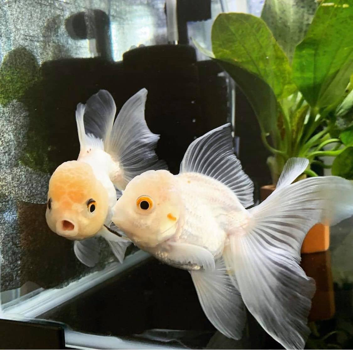 How Do Goldfish Sleep? Guides By The Aqua Guru