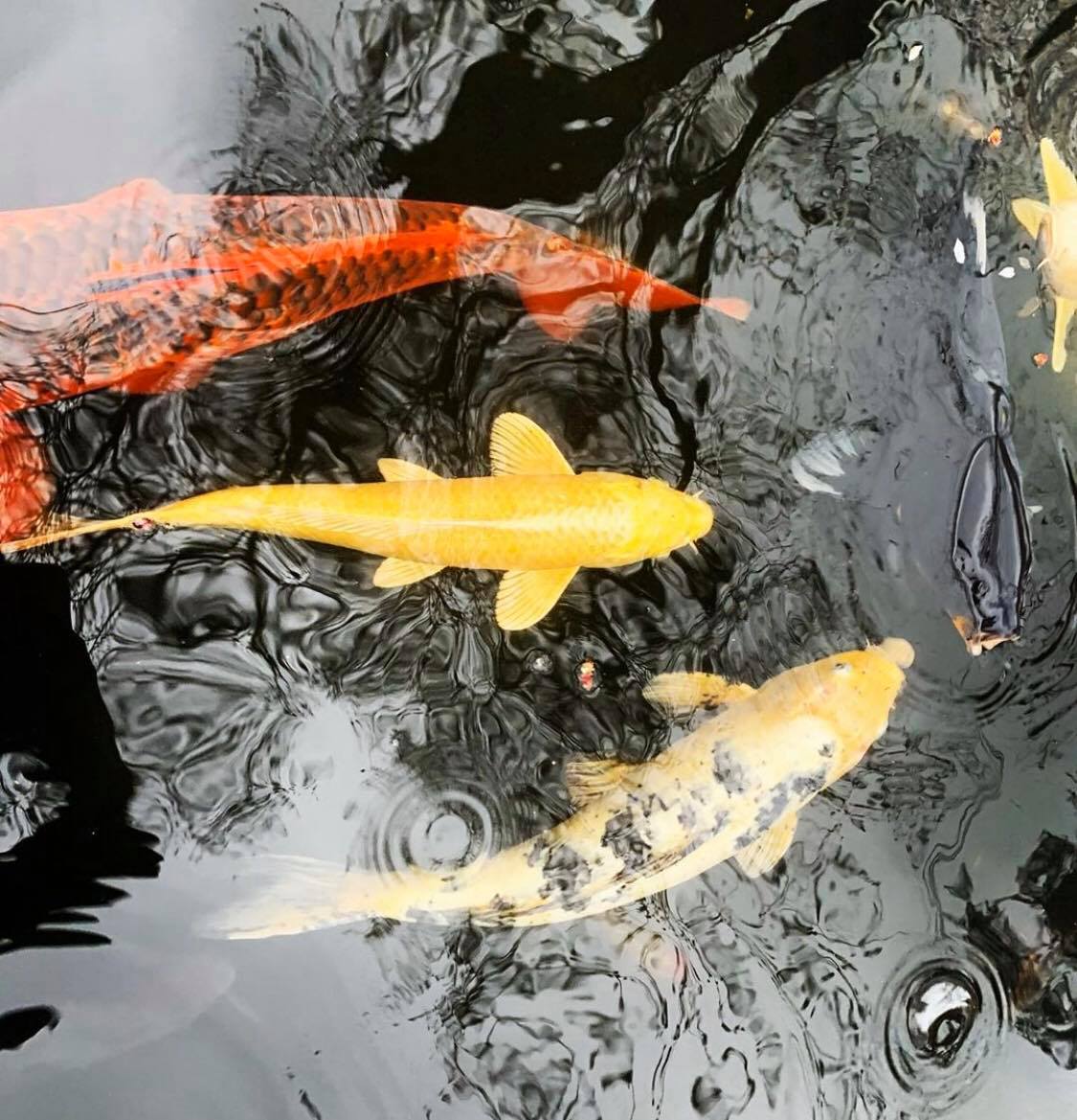 Koi Fish Species & Living Conditions Guides By The Aqua Guru
