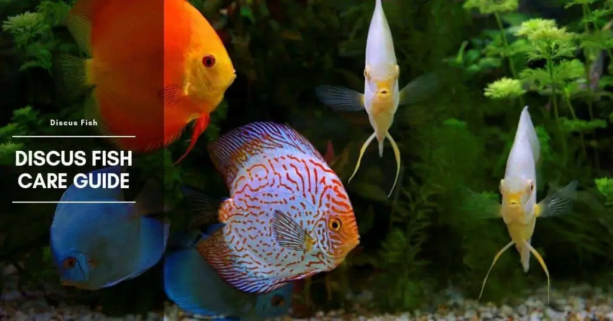 Discus Fish Types, Care, Facts, and Natural Habitat