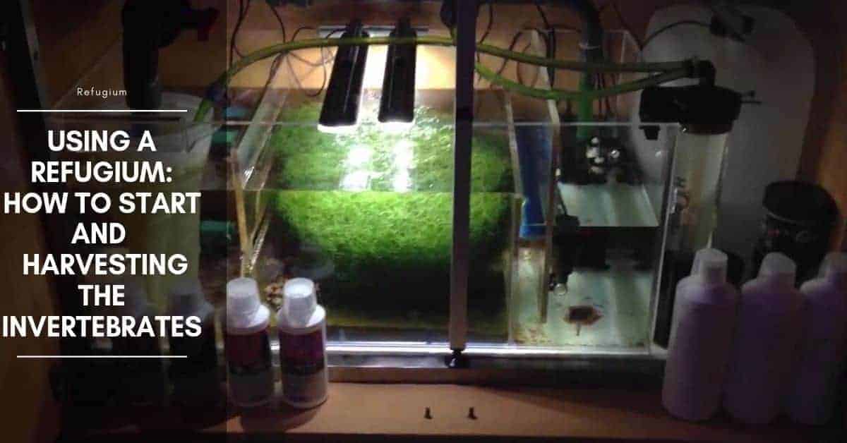 Freshwater Refugium Setup, Plants & How to Make DIY Refugium