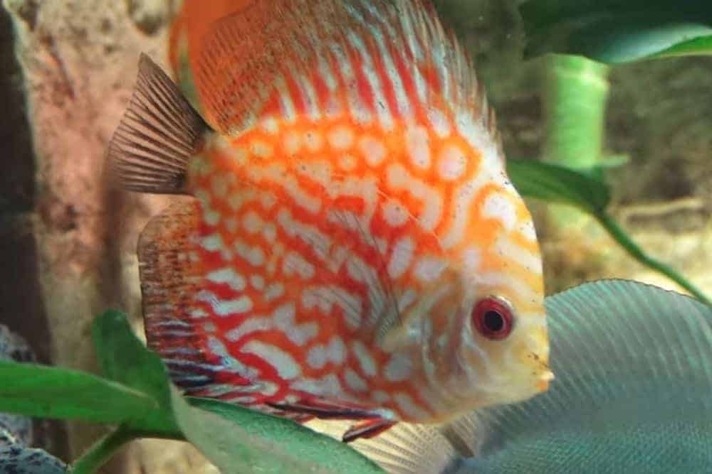 Discus Fish Types, Care, Facts, and Natural Habitat