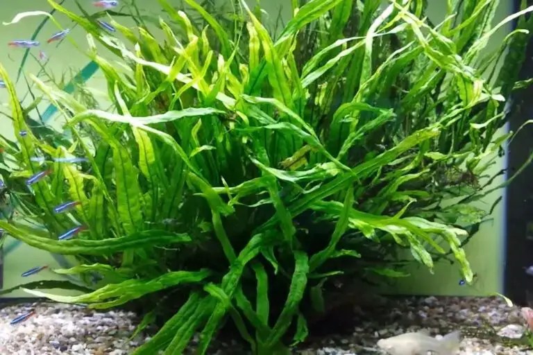 11 Best Aquarium Plants for Guppies The Aquarium Adviser