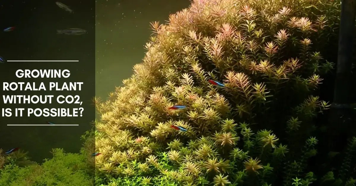 Growing Rotala Plant Without Co2, Is It Possible? The Aquarium Adviser