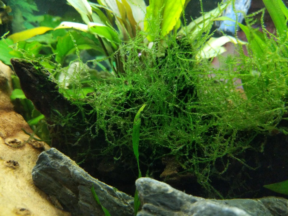 Top 20 Best Freshwater Aquarium Plants for Beginners [2022]