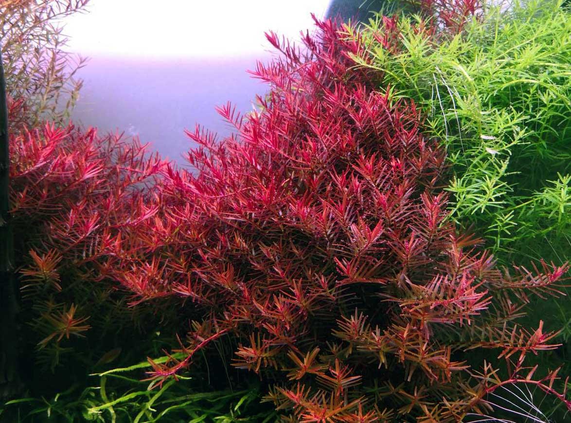 Top 20 Best Freshwater Aquarium Plants for Beginners [2022]