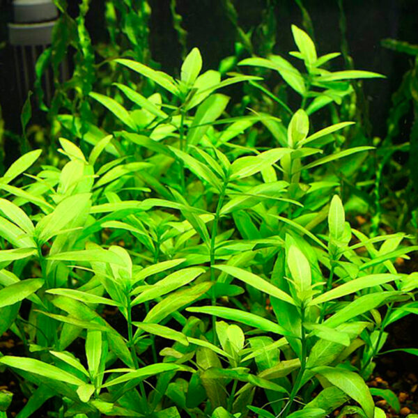 Top 20 Best Freshwater Aquarium Plants for Beginners [2022]
