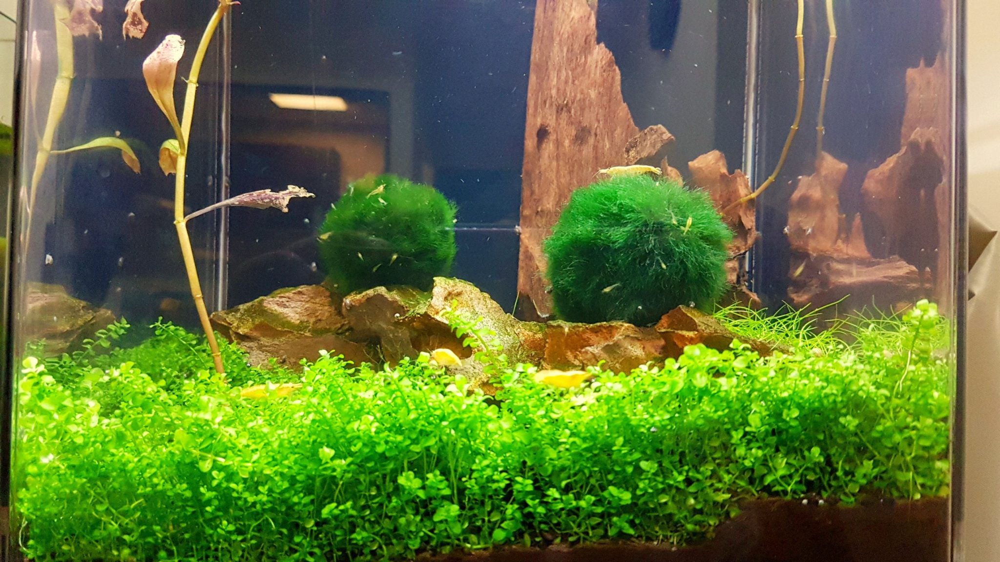 Top 20 Best Freshwater Aquarium Plants for Beginners [2022]