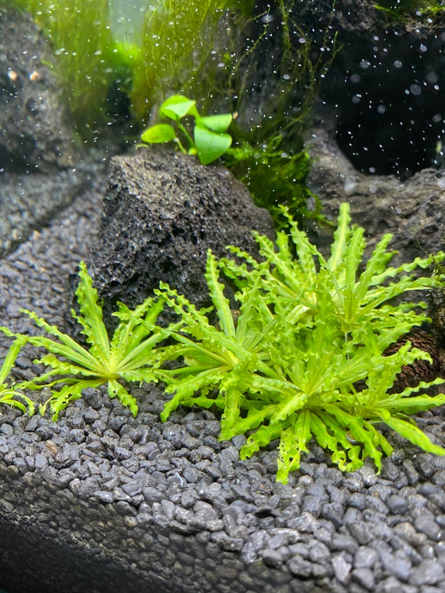 Top 20 Best Freshwater Aquarium Plants for Beginners [2022]