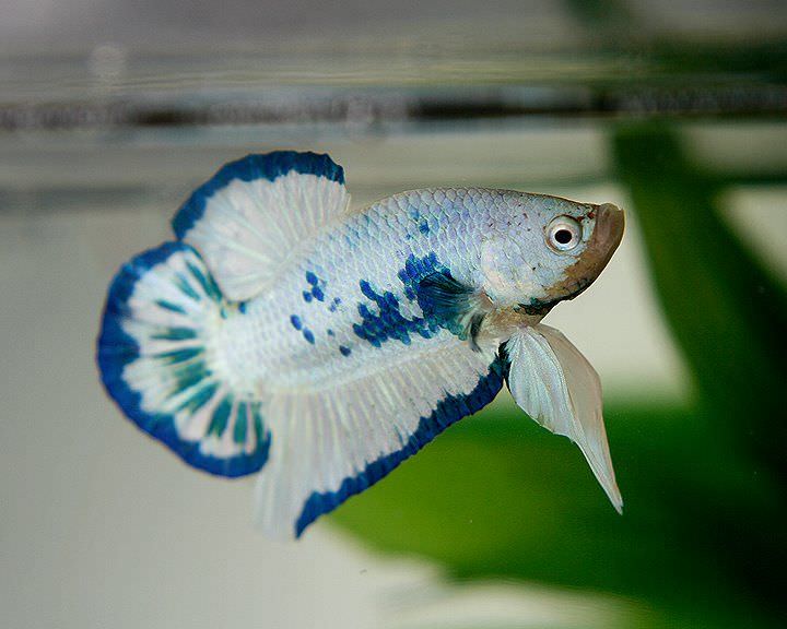 Betta Fish Series Types of Betta Fish Patterns, Colors, Tails and