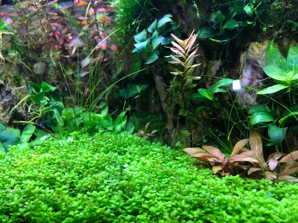 Dwarf Baby Tears Guide Appearance, Size, Height, Care