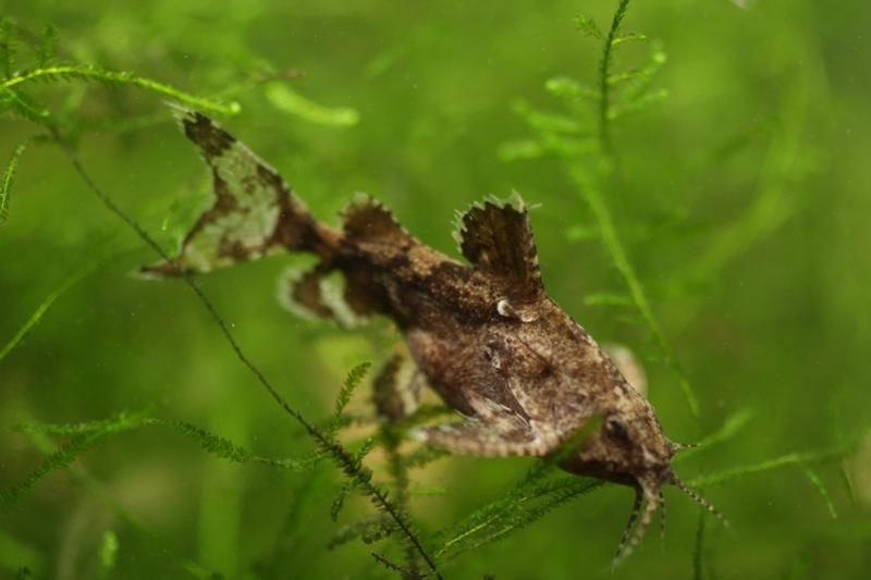 Nano Fish The 5 Best for Small Aquariums The Aquarium Guide