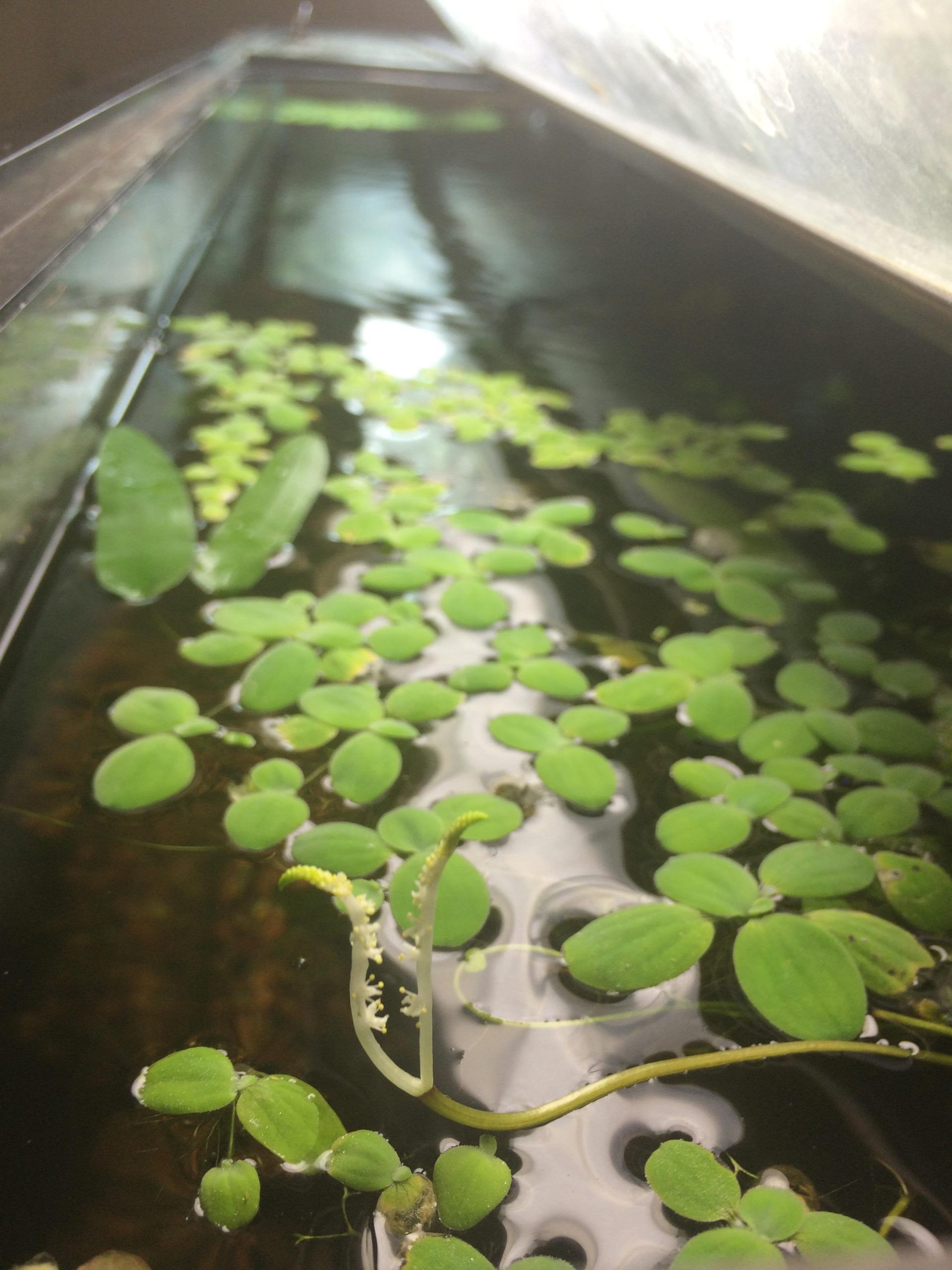 Live Betta Fish Plants The Ultimate Guide The Aquarium Guide