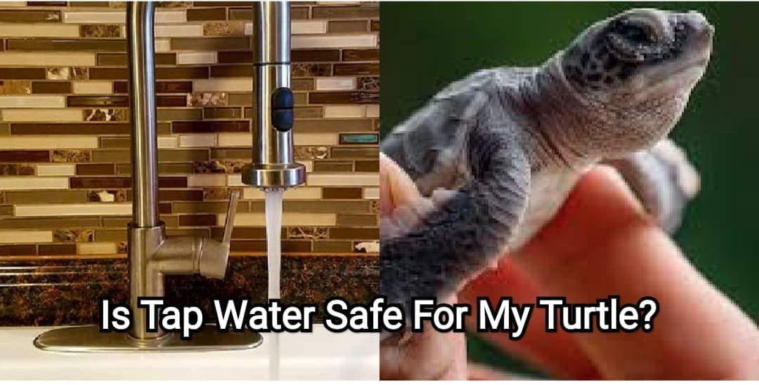 Can Turtles Live In Tap Water? The Aquarium Guide