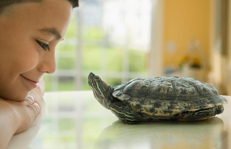 Can Turtles Live In Tap Water? The Aquarium Guide