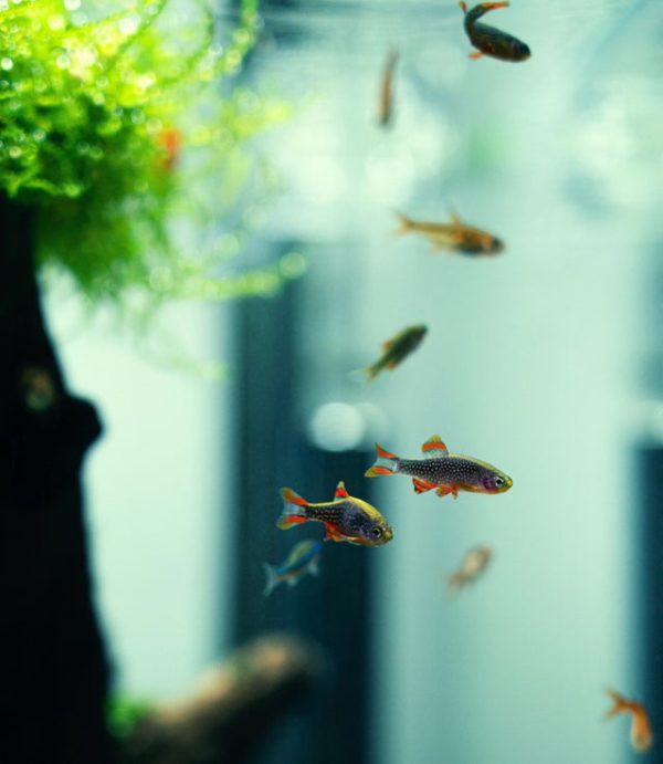Galaxy Rasbora Full Care Guide, Breeding, Tank Size & Disease