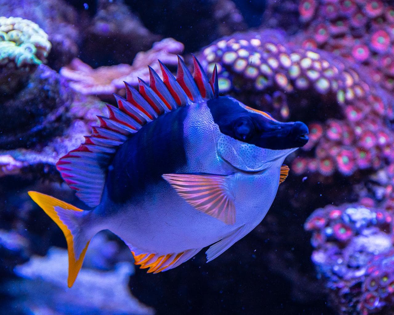 Foxface Fish Complete Guide to Care, Breedings, Tank Size, and Disease