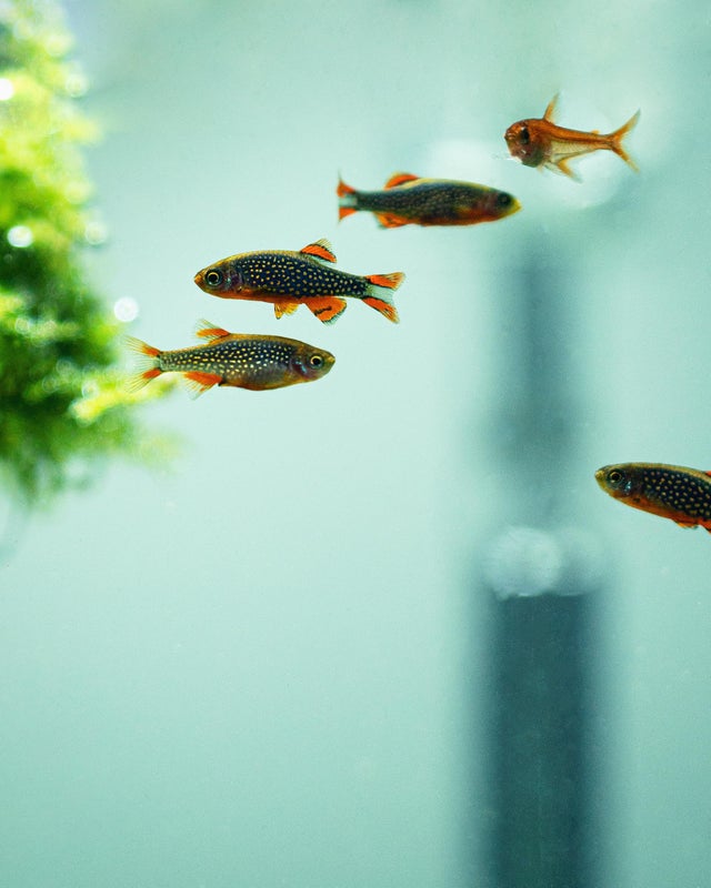 Galaxy Rasbora Full Care Guide, Breeding, Tank Size & Disease