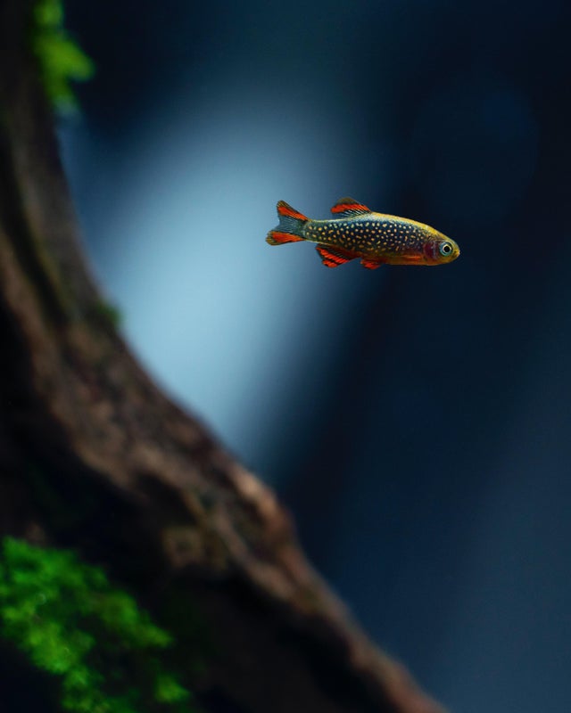 Galaxy Rasbora Full Care Guide, Breeding, Tank Size & Disease