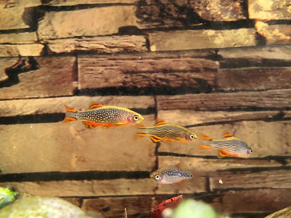 Galaxy Rasbora Full Care Guide, Breeding, Tank Size & Disease