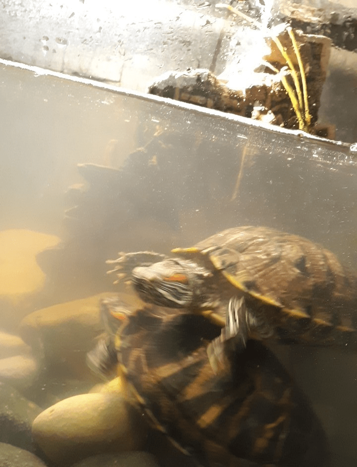 Why is My Turtle Tank Water Cloudy? Top 6 Causes & Prevention