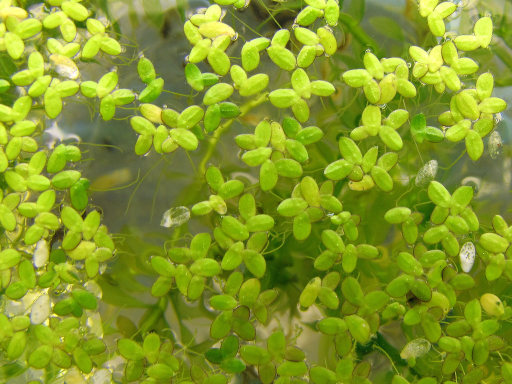 12 Aquarium Plants That Don't Need CO2 (Easy to Care)