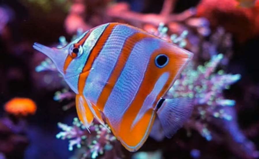 10 Best Pet Fish For Kids Full List of Kids Friendly Fishes