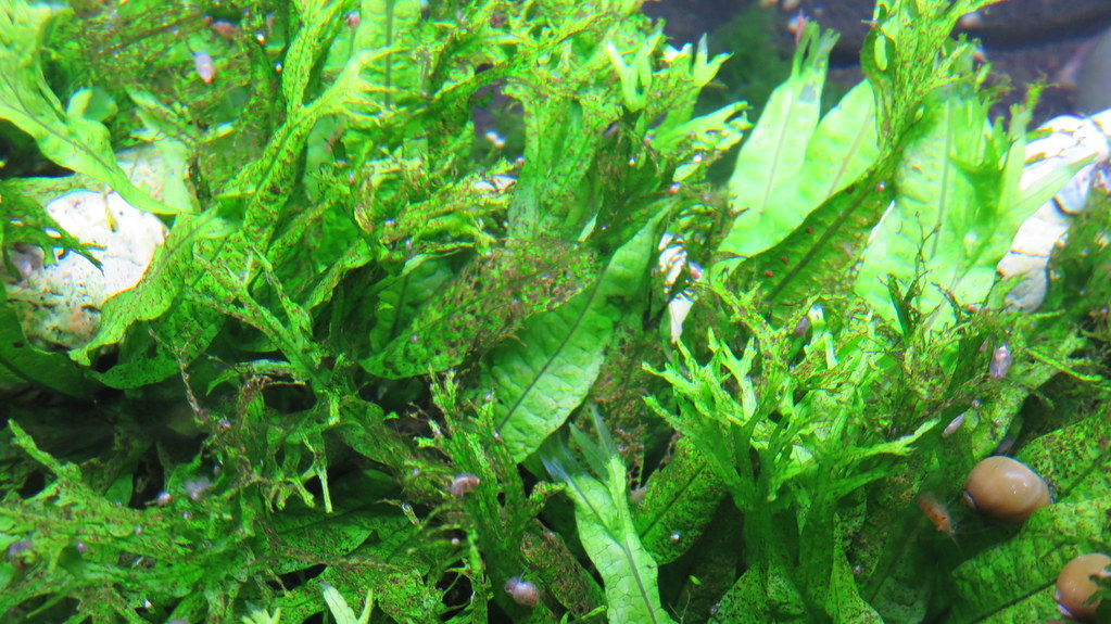 12 Best Coldwater Aquarium Plants