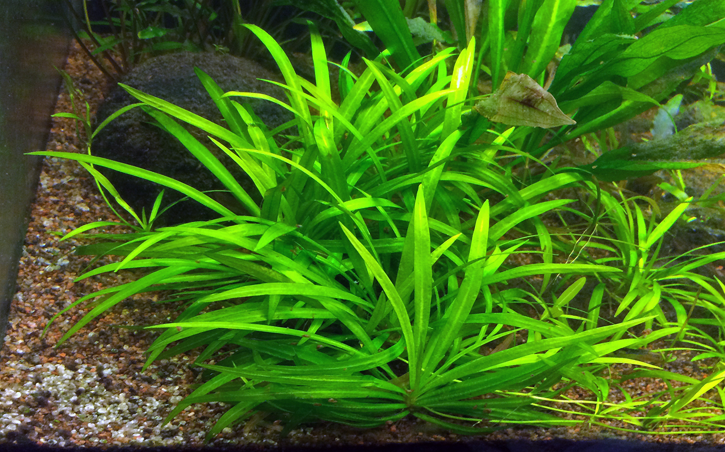 12 Best Coldwater Aquarium Plants