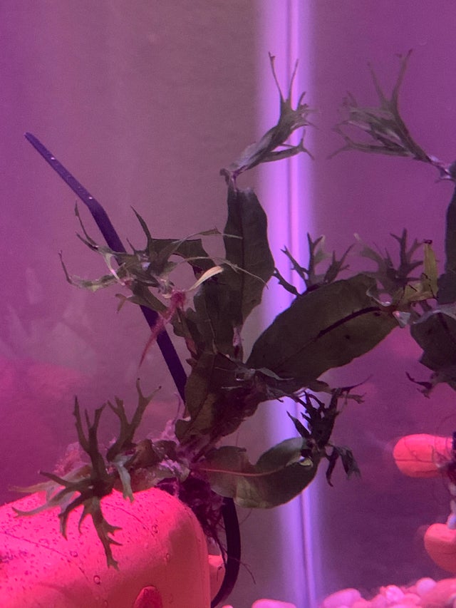 Java Fern How to Grow and Maintain Guide)