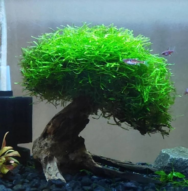 Java Moss How to Make it Grow, Design Ideas, and More