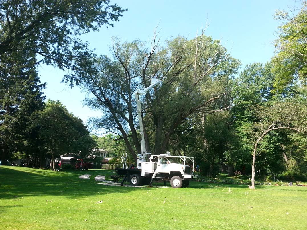 Arbor Man LLC Portfolio of Tree Work Livonia, Michigan Tree Service Livonia, Michigan
