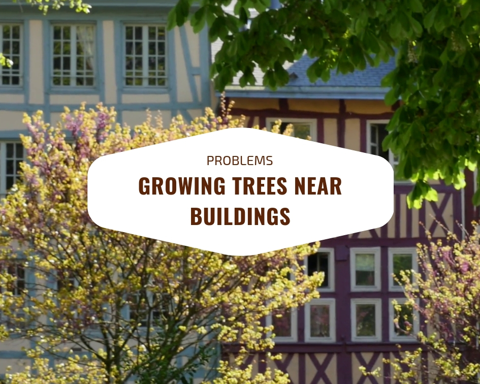 Common Problems Associated Growing Trees Near Buildings The