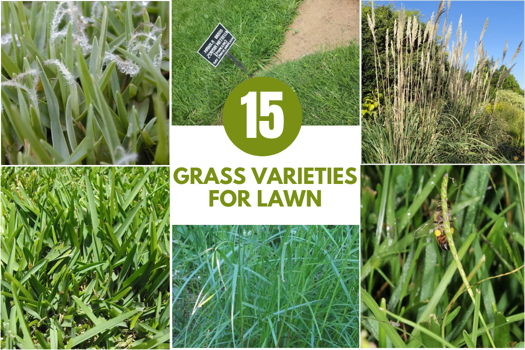 Grass Varieties For Lawn 15 Types For Your Beautiful Lawns