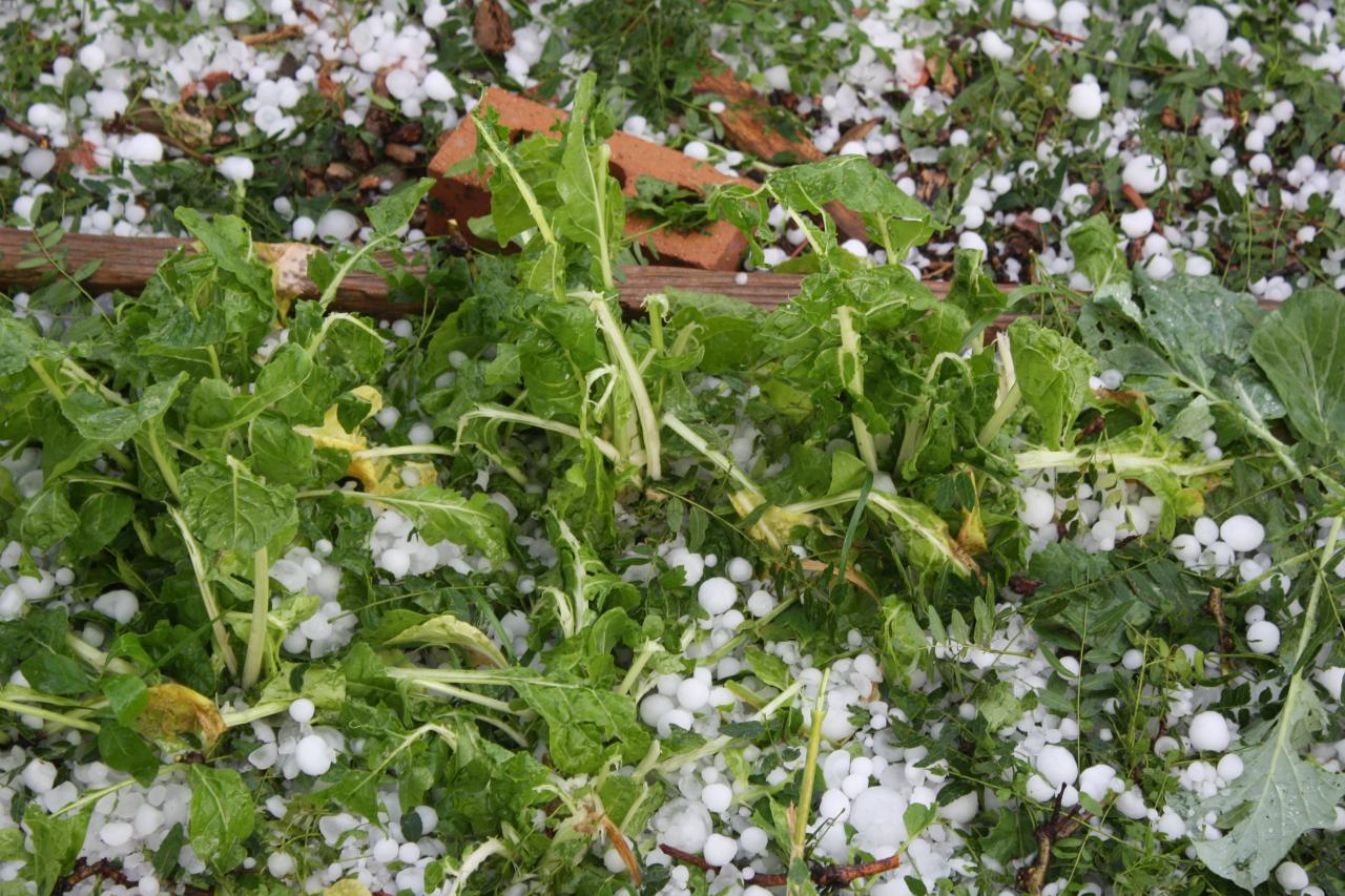 7 Tips for Protecting Your Garden Flowers from Hail Damage