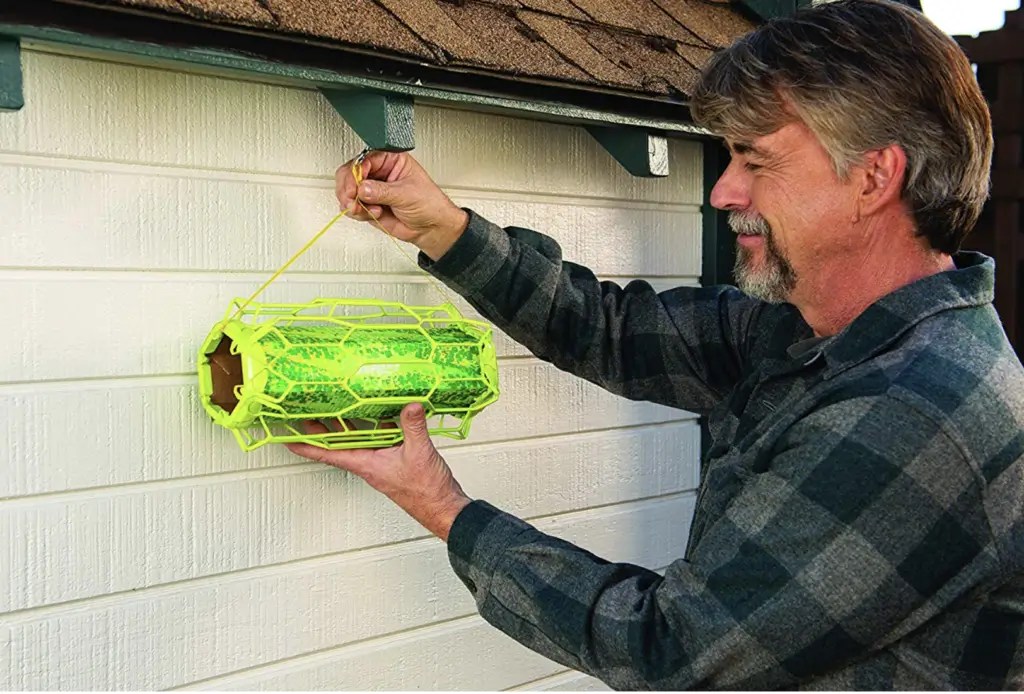 How to Choose the Right Wasp Exterminator for Your Home