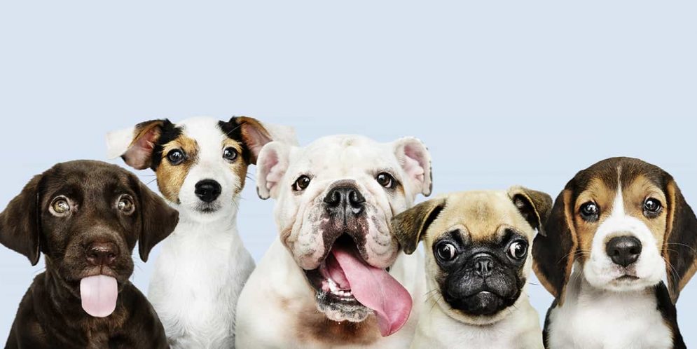 Can Pesticides Designed to Kill Fleas and Ticks Kill Your Dogs? The