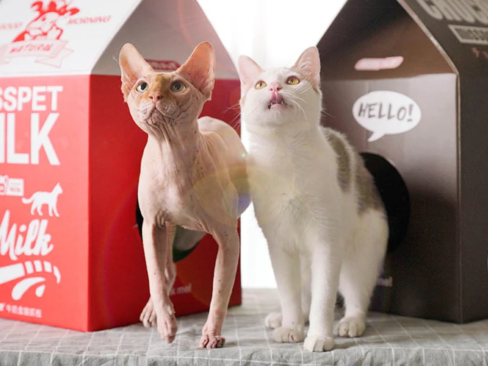 The ARK Pet Promise Quality, Comfort, and Care ArkPet