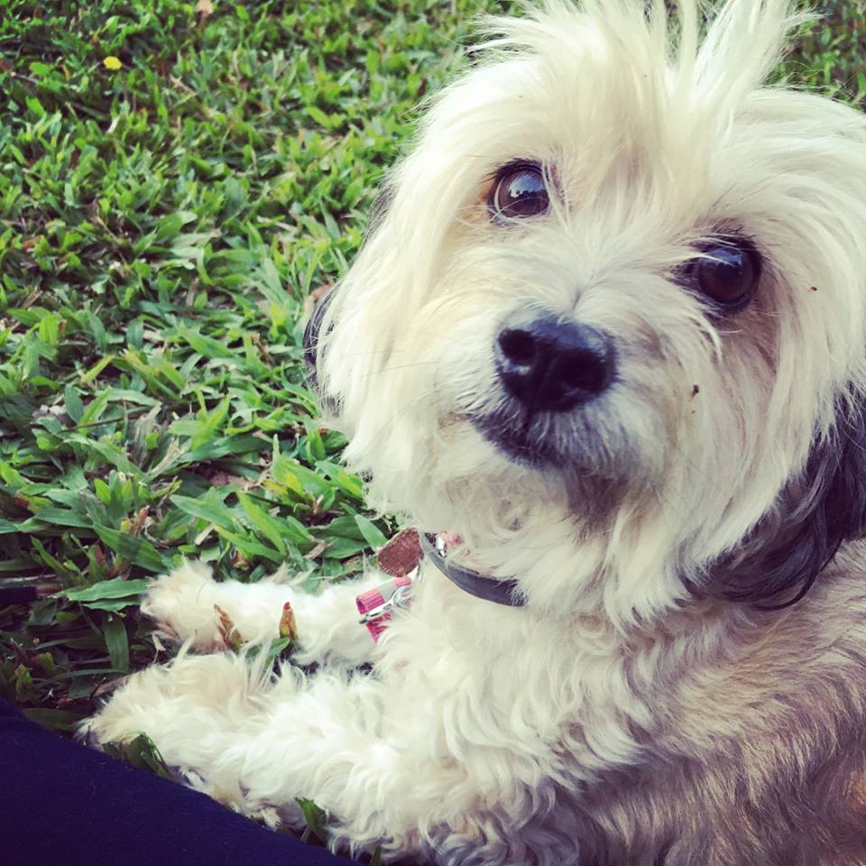 Staff Pets Archive The Ark Animal Hospital, Palmerston, NT