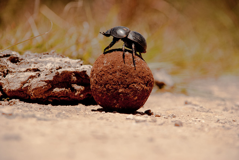 Beetles, Stars, and Spherical Scat Home