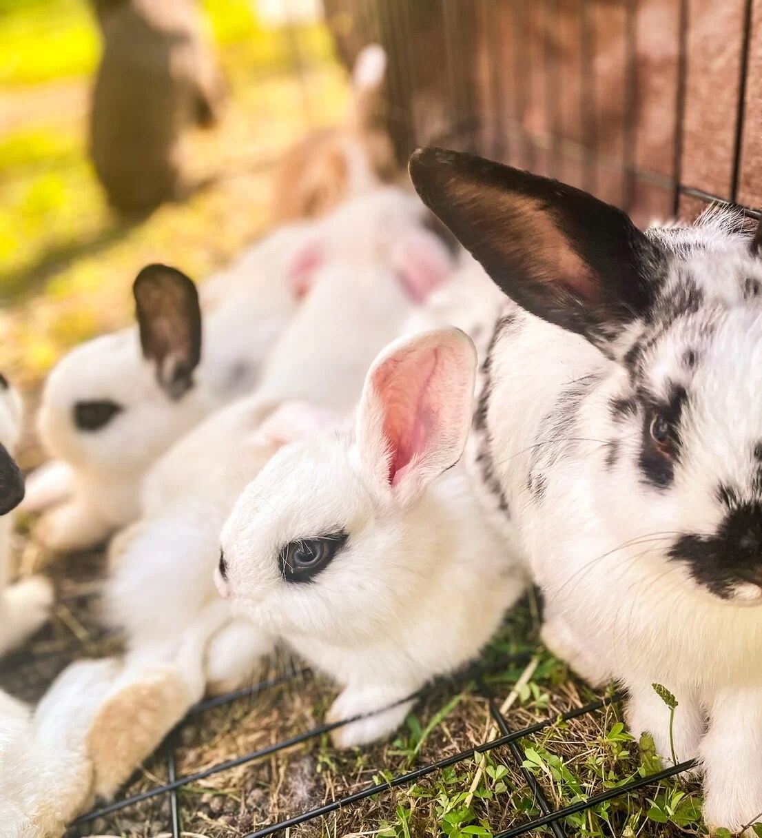 How to Start a Rabbit Garden What You Need to Know About Planting a