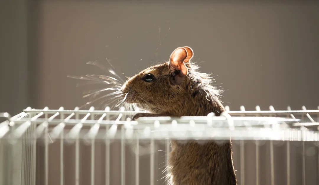 Why Rodent Removal Goes Beyond Removing The Animal Itself The Attic