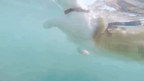 Oneeyed Cat Is Always On Vacation Swimming And Surfing In Hawaii