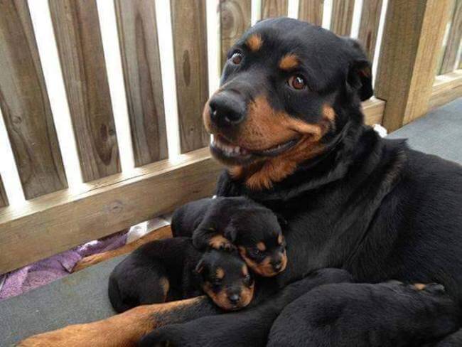 21 Pictures Of Puppies And Their Parents To Get You Through The Week