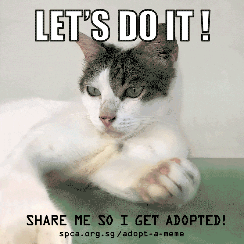Creative Adoption Campaign Adopt a Meme Is Using Real Shelter Animals