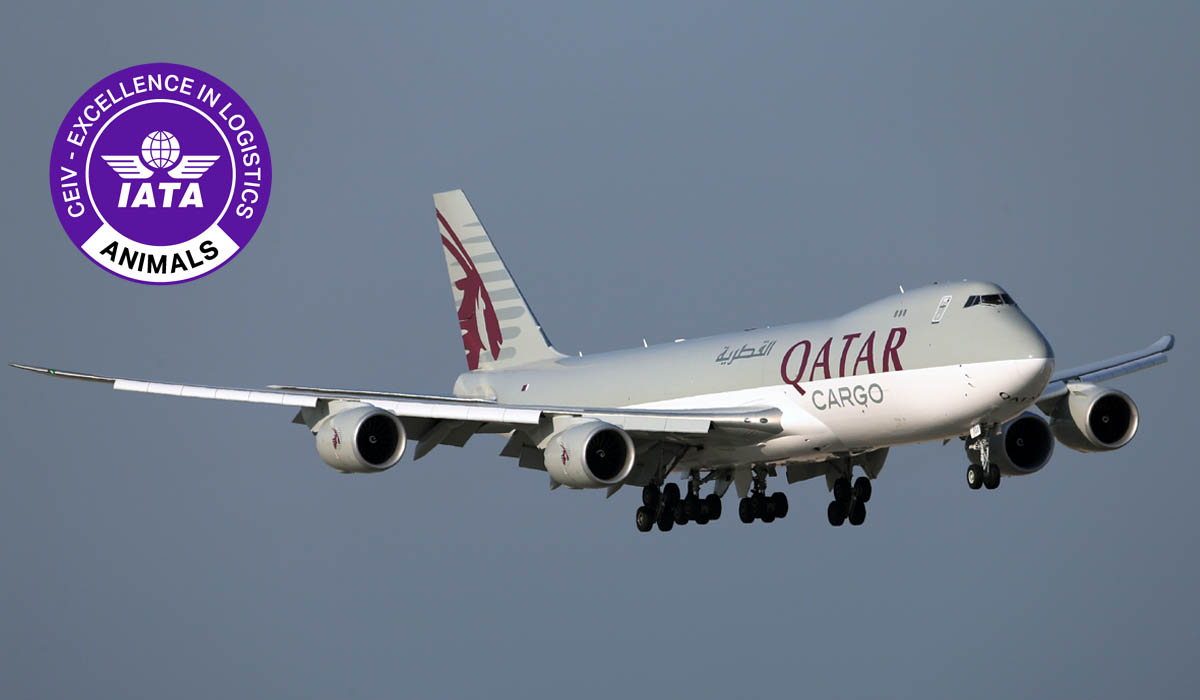 Qatar Airways Cargo is Awarded IATA CEIV Live Animals Certification.