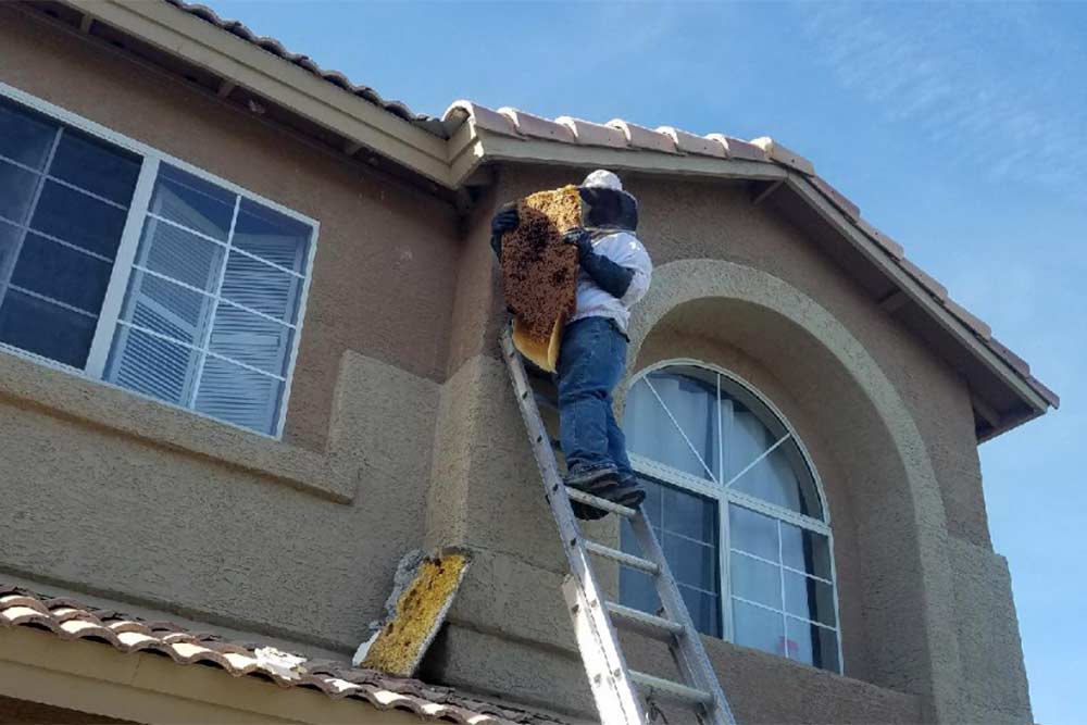 3 Signs You Might Have a Bee Infestation Problem Bee Removal Mesa AZ